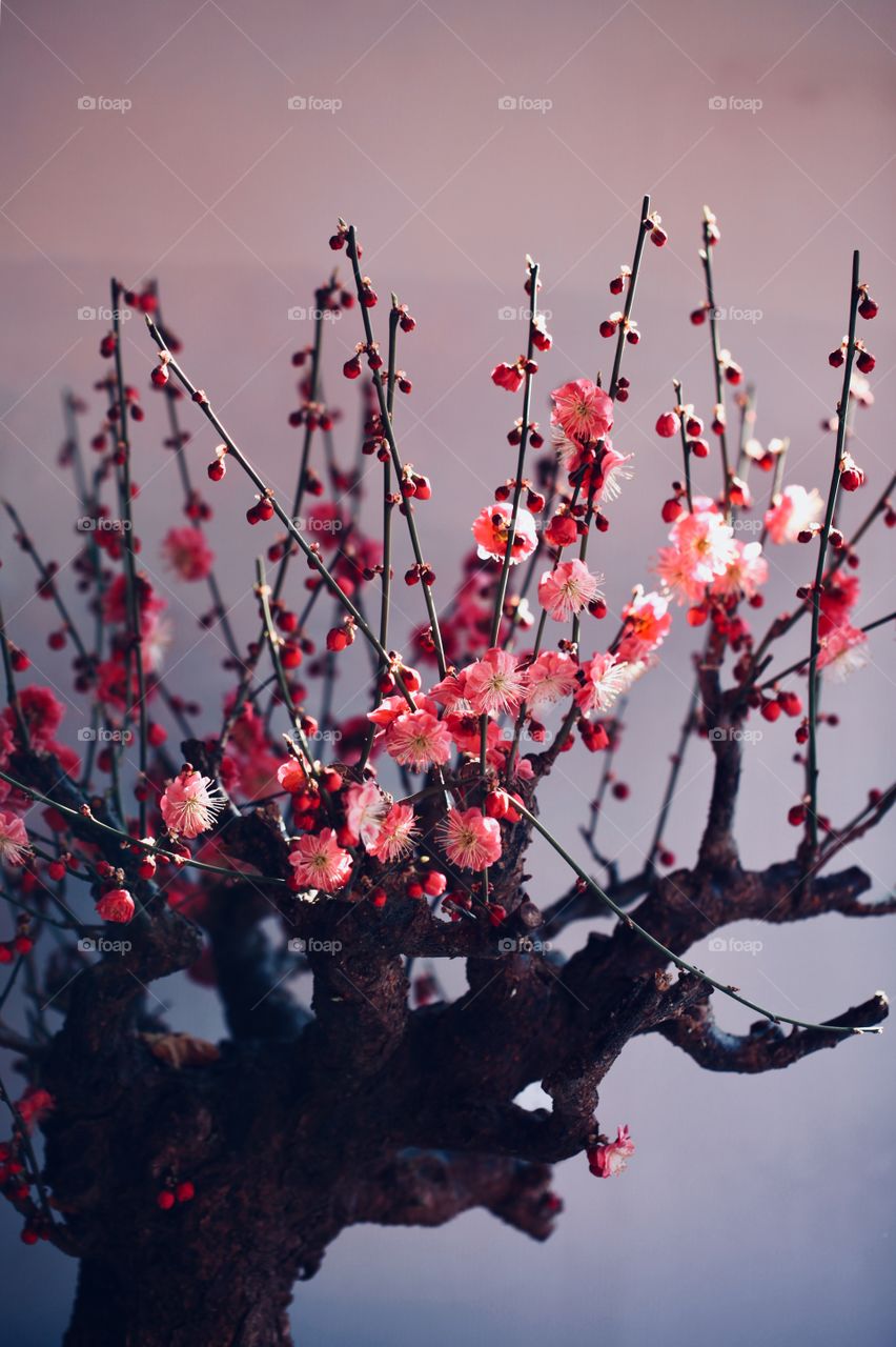 The plum blossom