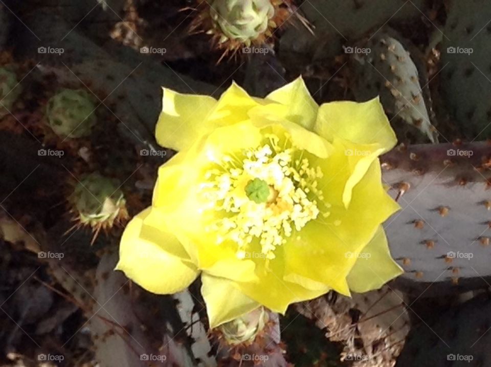 Cactus yellow flower