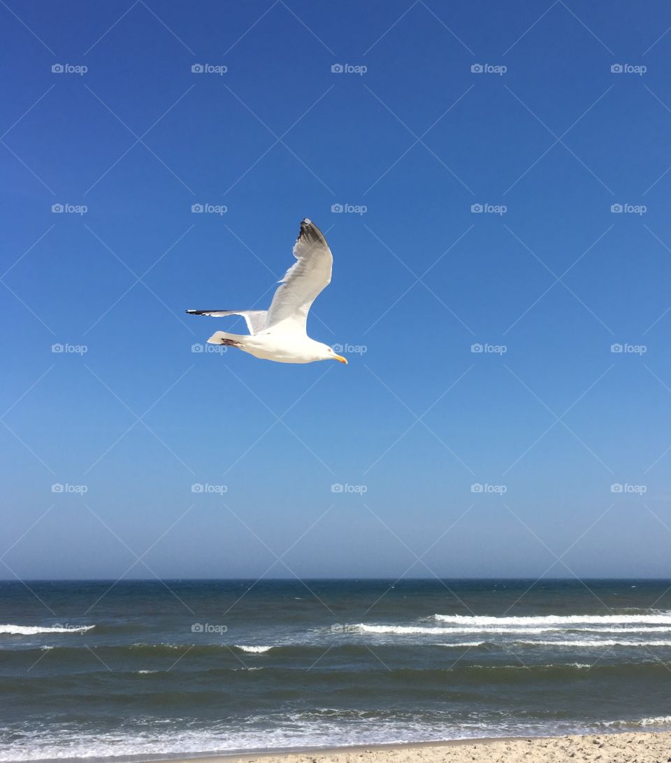 Seagull in the blue skies over the ocean