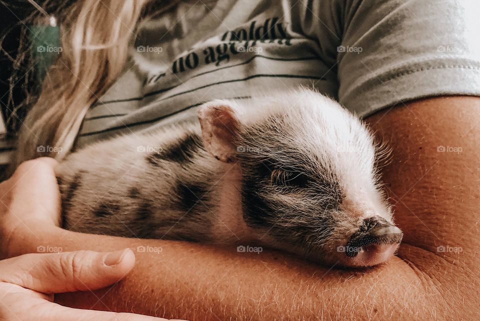 Baby pig