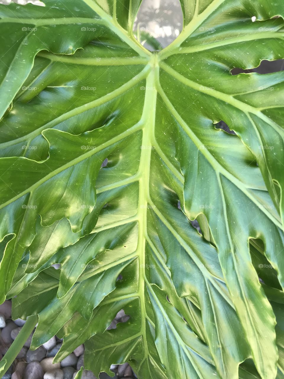 Plant leaf 