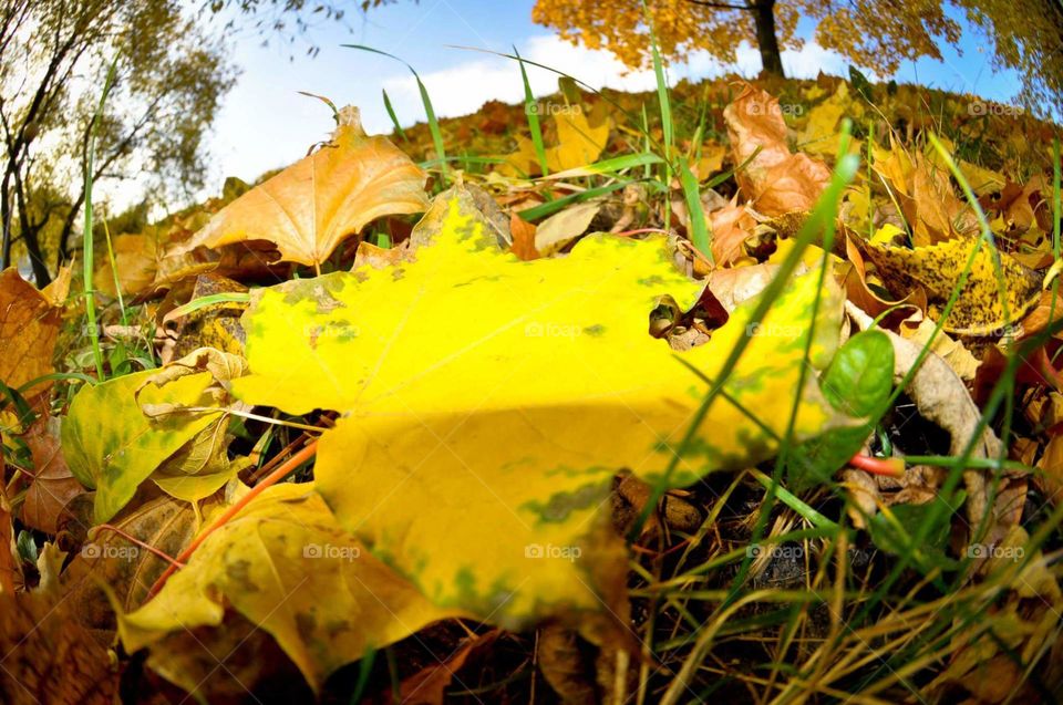 Big yellow leaf