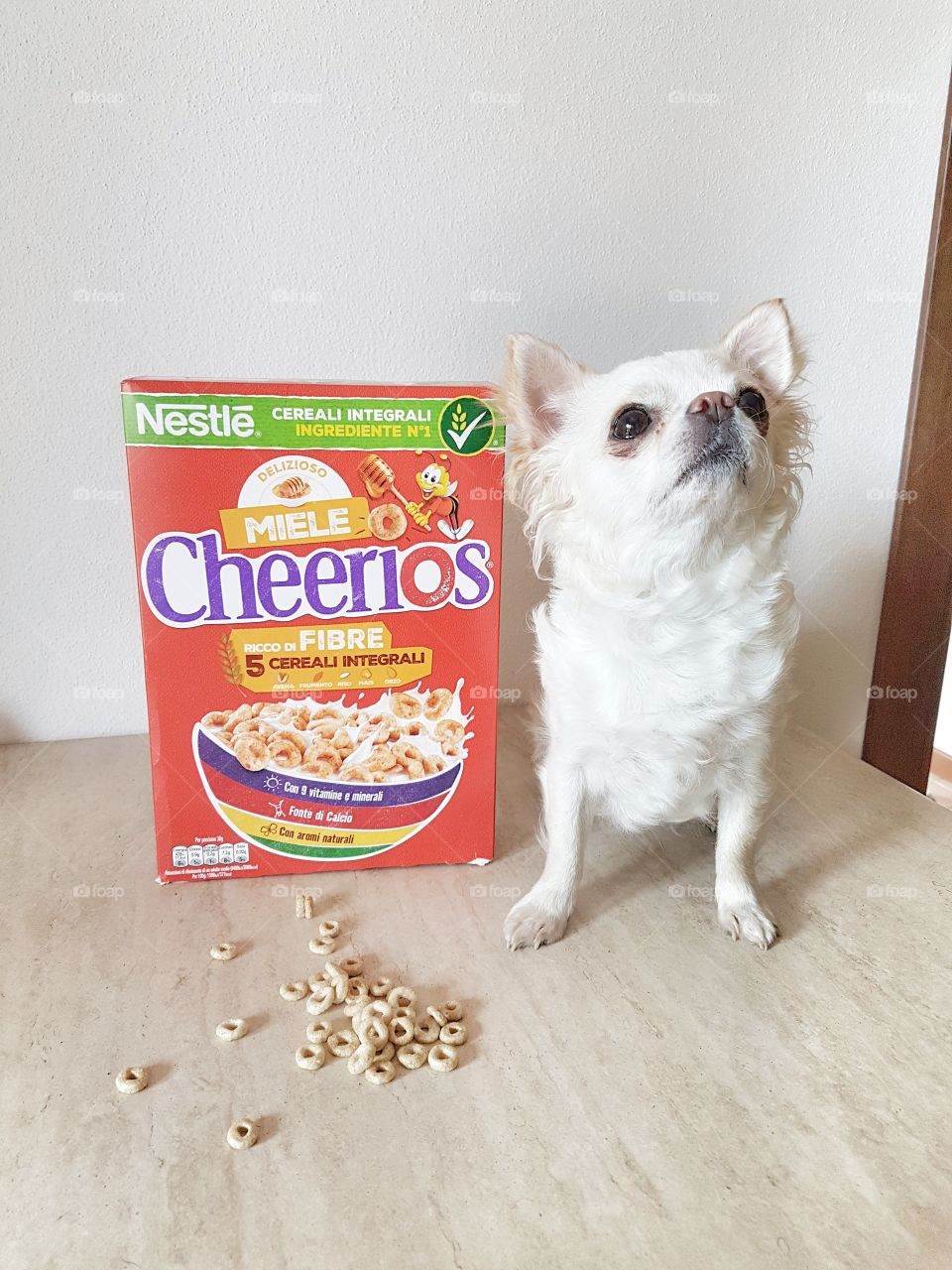 chihuahua, don't you prefer a Cheerios!?
