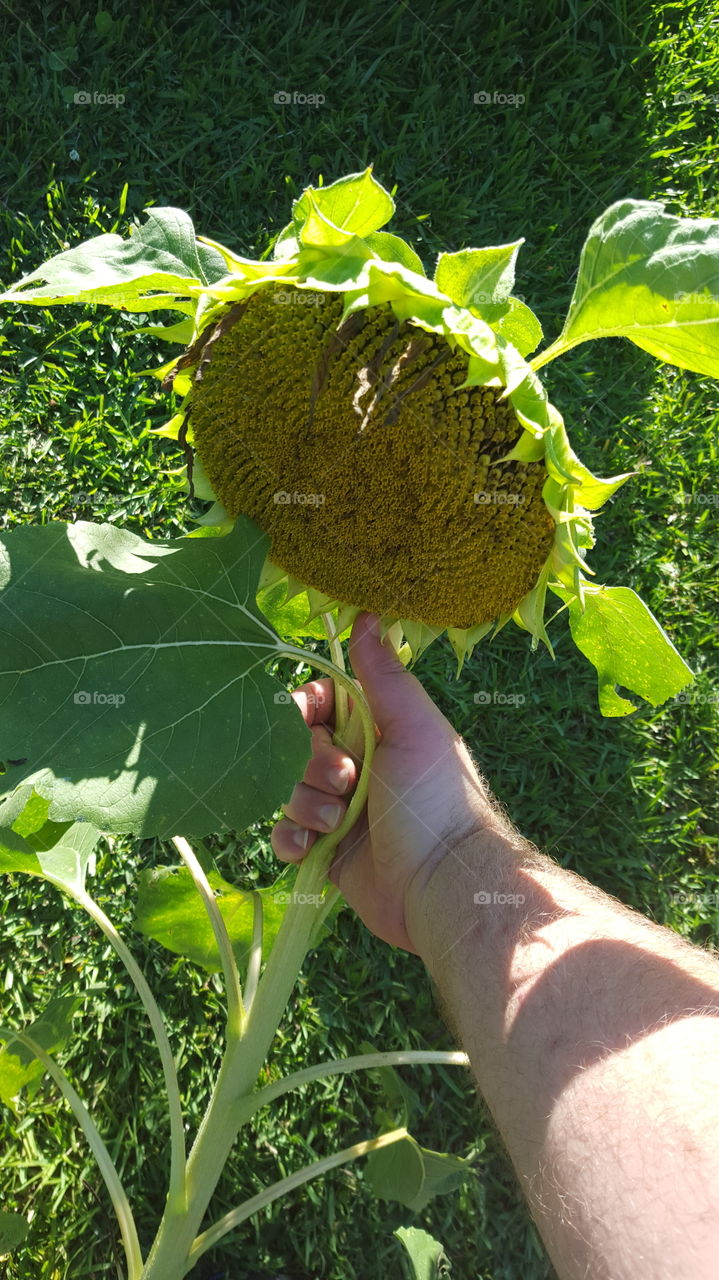 holding sunflower