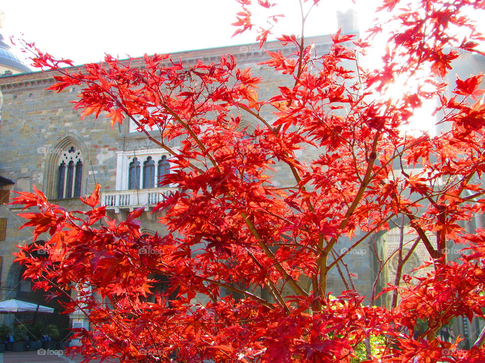 red tree in autumn