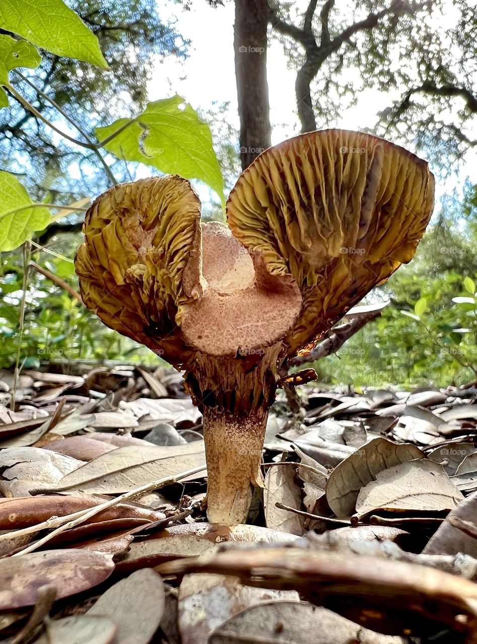 Large rust colored mushroom with a part missing from its cap and gills 