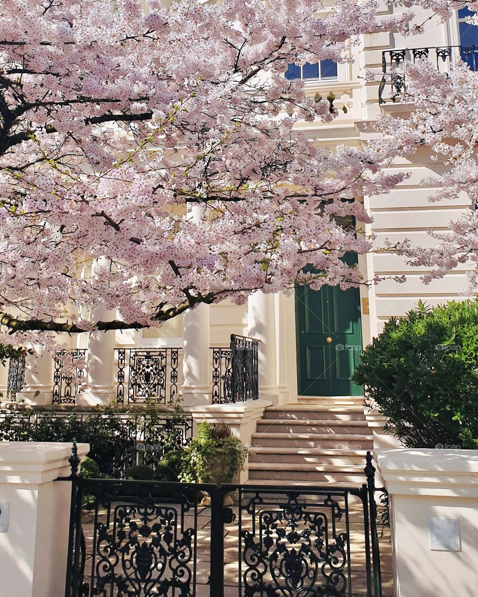 Large blooming tree near a house with a green door in London