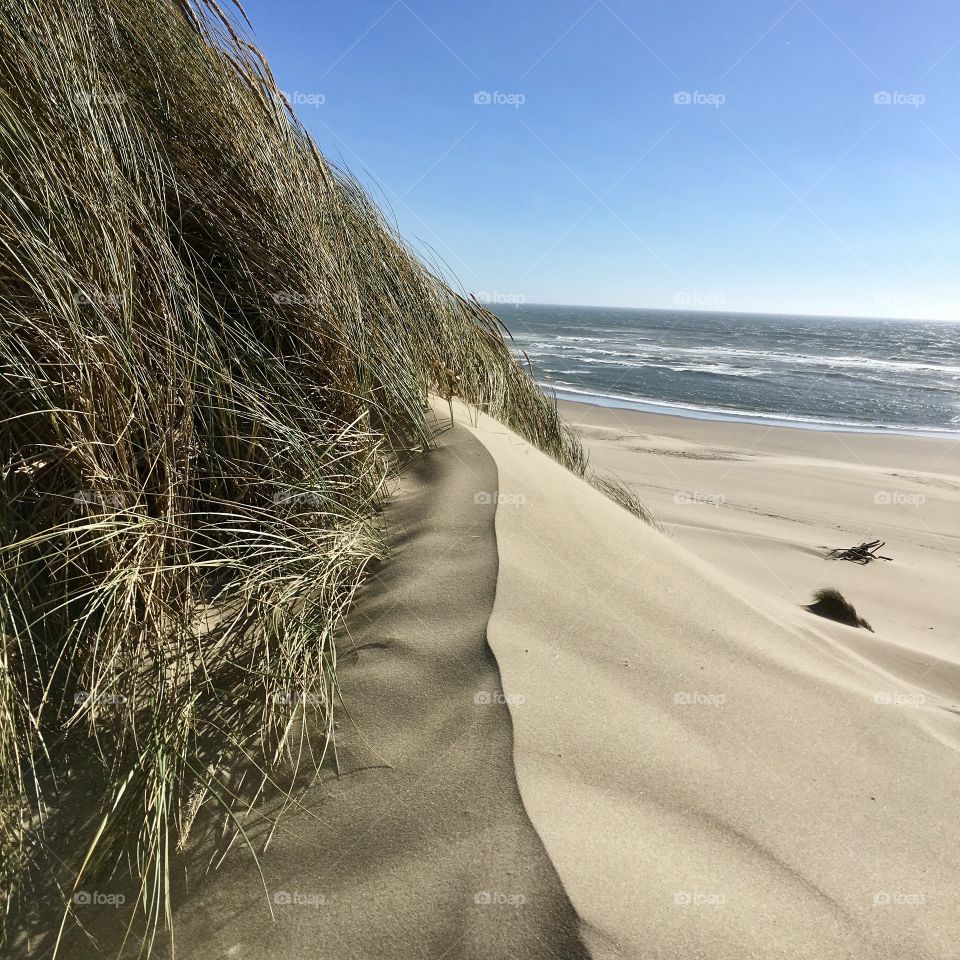 Grass growing on sand dune at beach