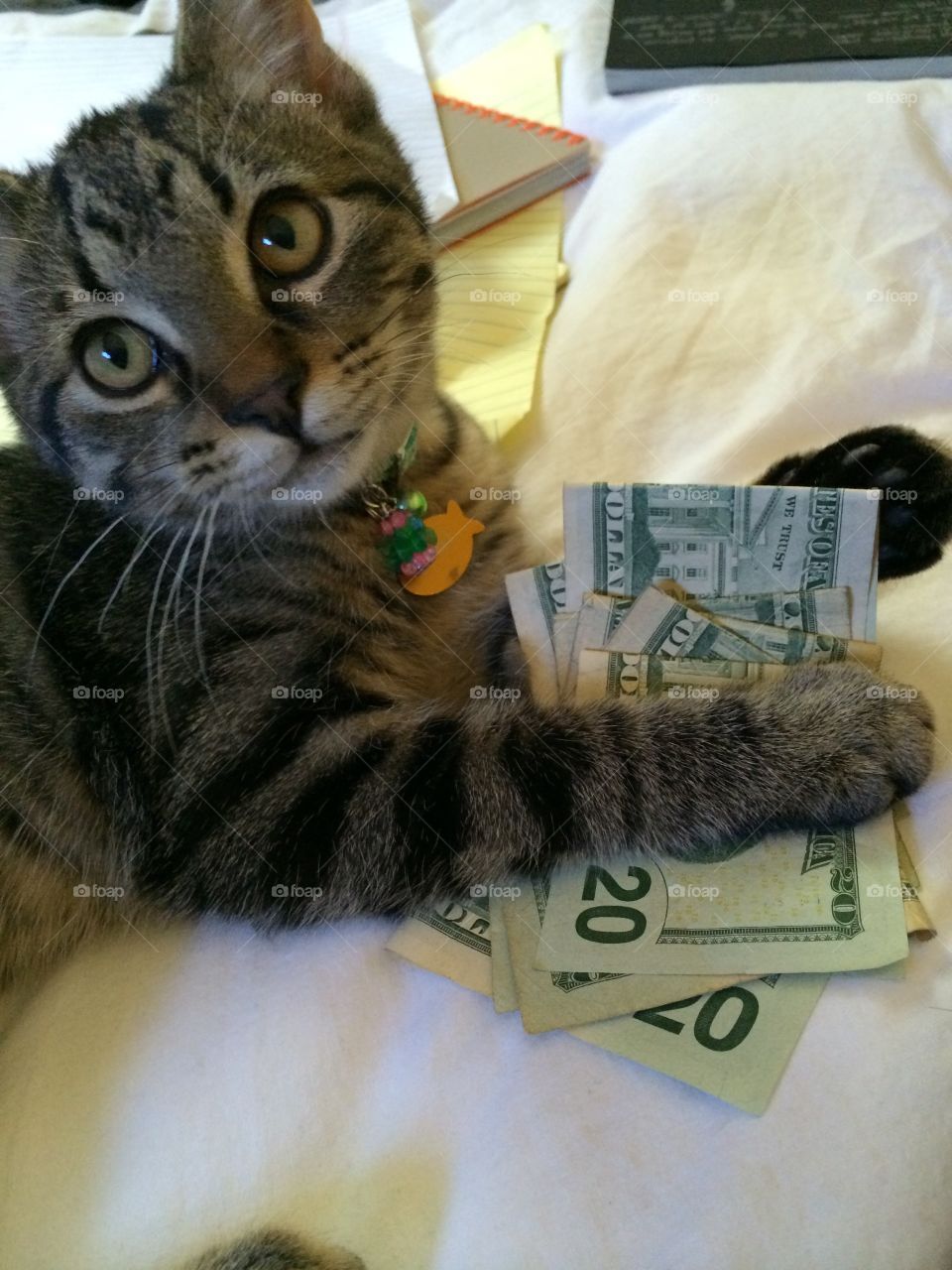 Money cat!