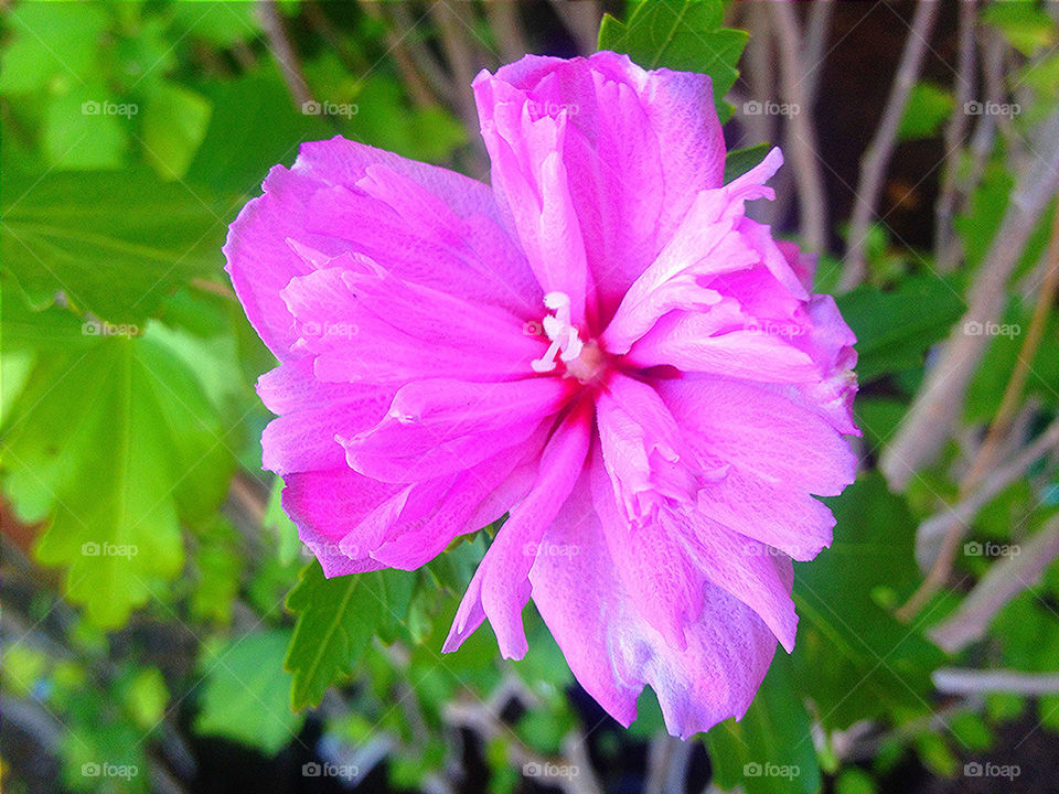 pink flower purple tree by vickikl3