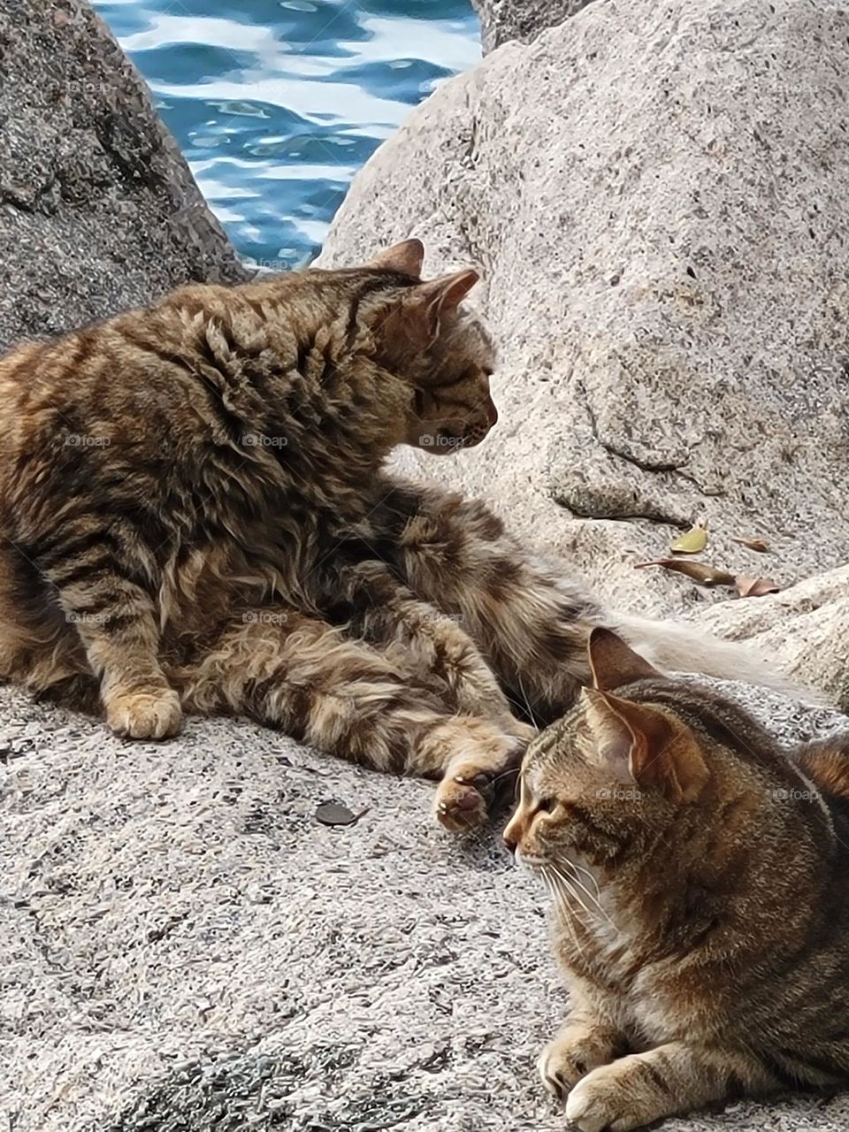 Cats chilling at Wanchai Waterfront Promenade Hong Kong