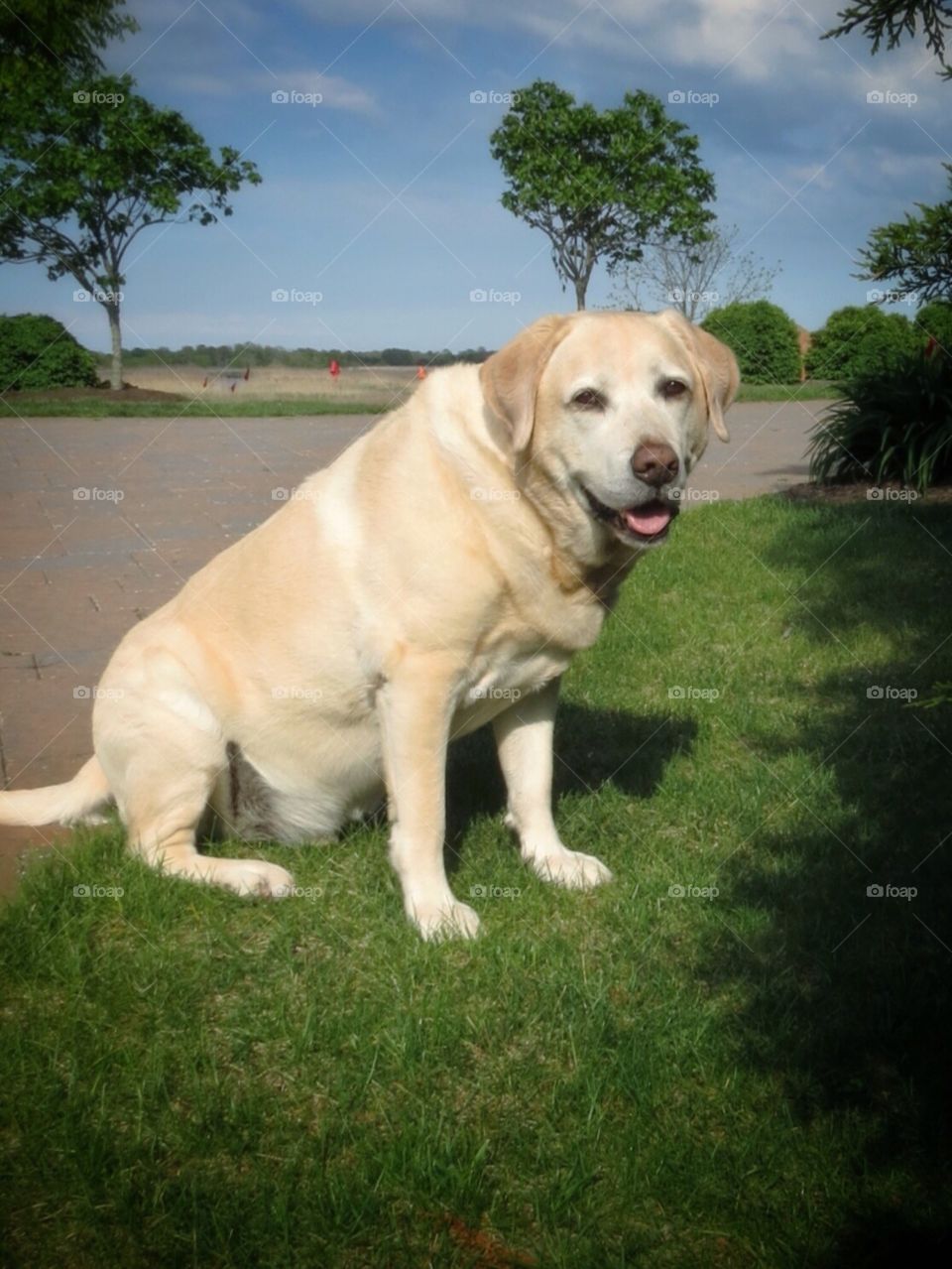 A yellow Labrador Retriever smiles for the camera