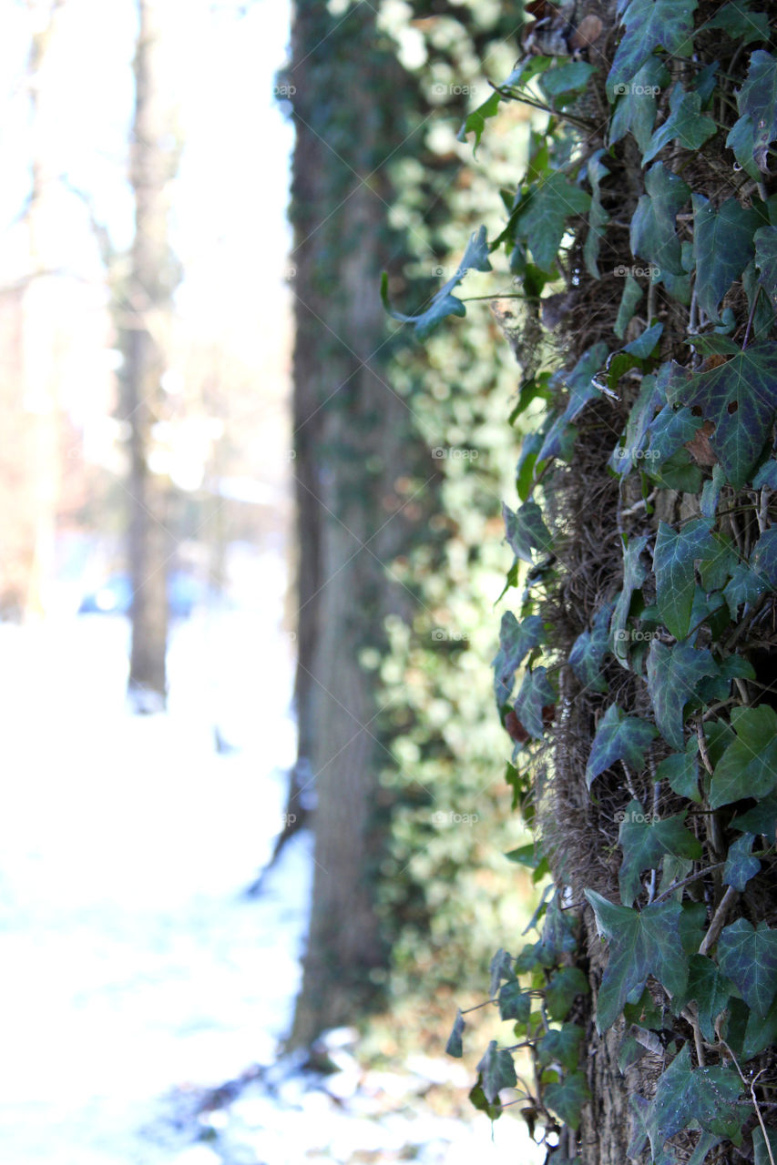 ivy on a forest tree in winter