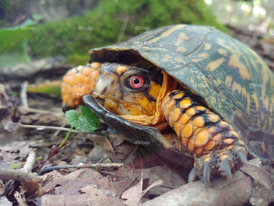 Box Turtle