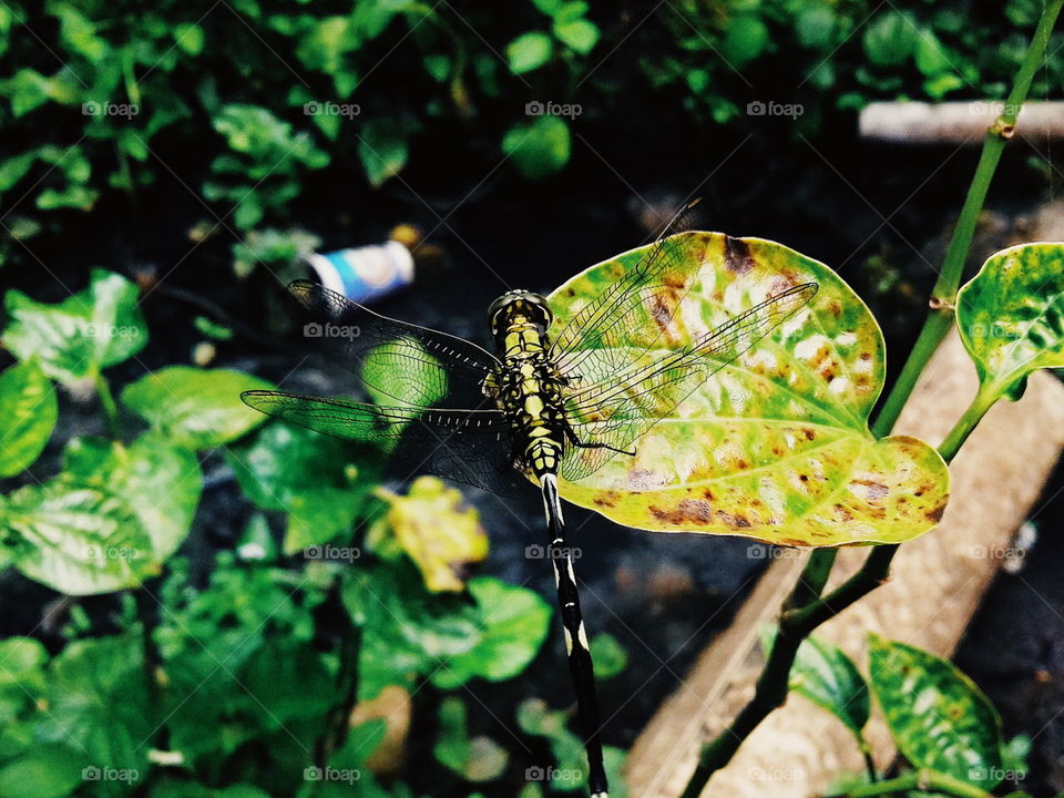 a dragonfly in my backyard
