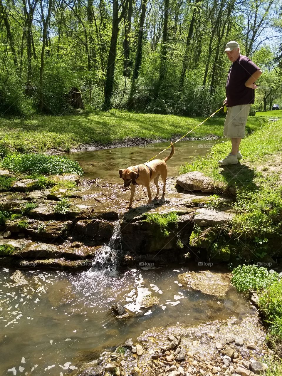 Sasha exploring Big Spring near Arrow Rock Missouri