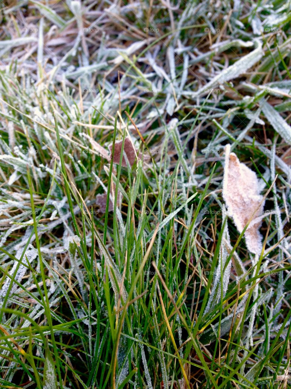 First frost on the green grass close up photo 