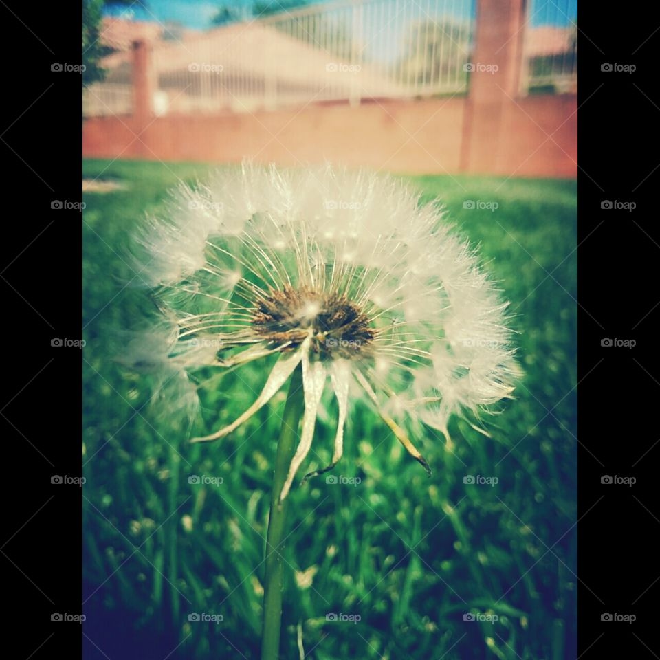 dandelion