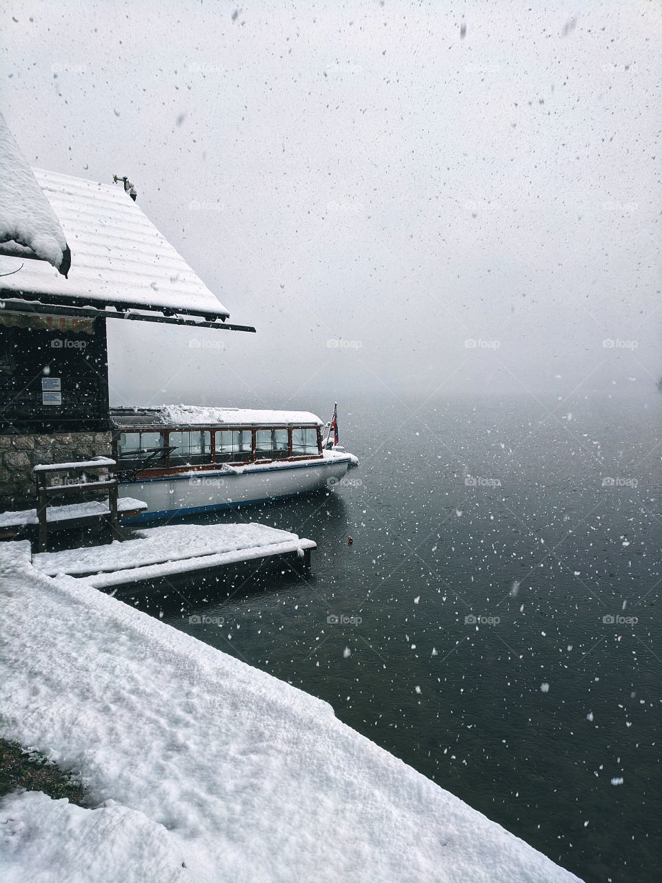 View of snowfall over the lake Bohinj and snow-covered Christmas trees in winter