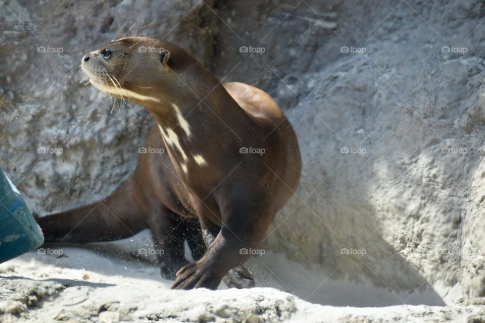 Giant Otter