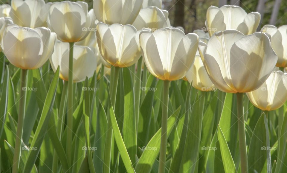 White tulips 