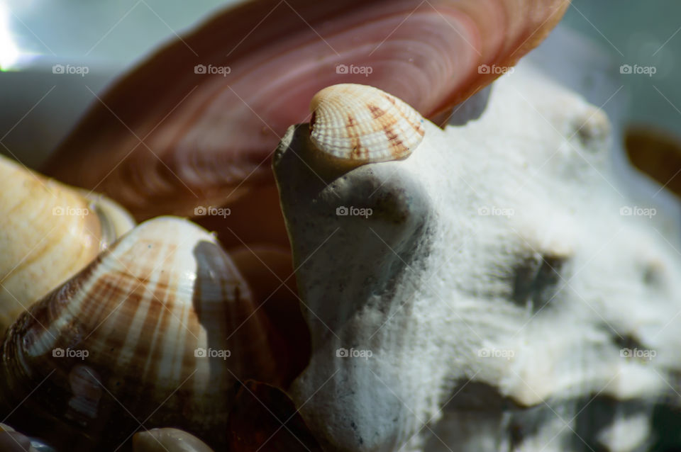 Small ribbed striped scallop seashell on white conch world oceans day conservation background conceptual image 