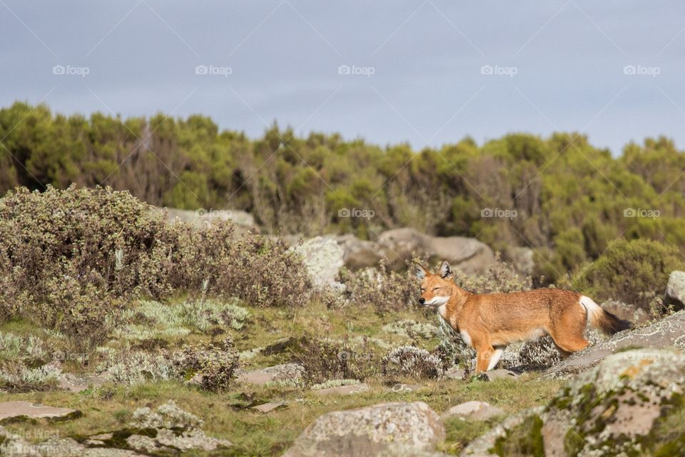 Ethiopian wolf 