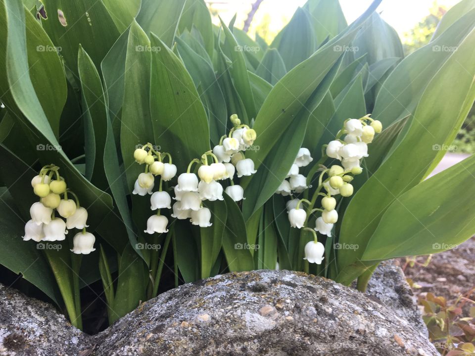 Muguet 