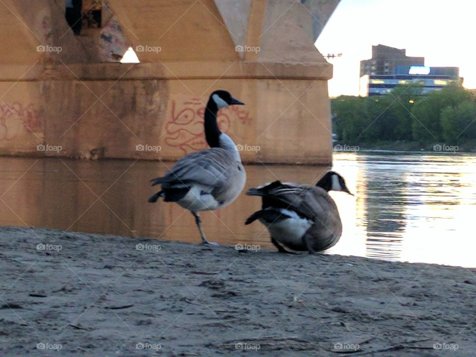 Canadian Geese