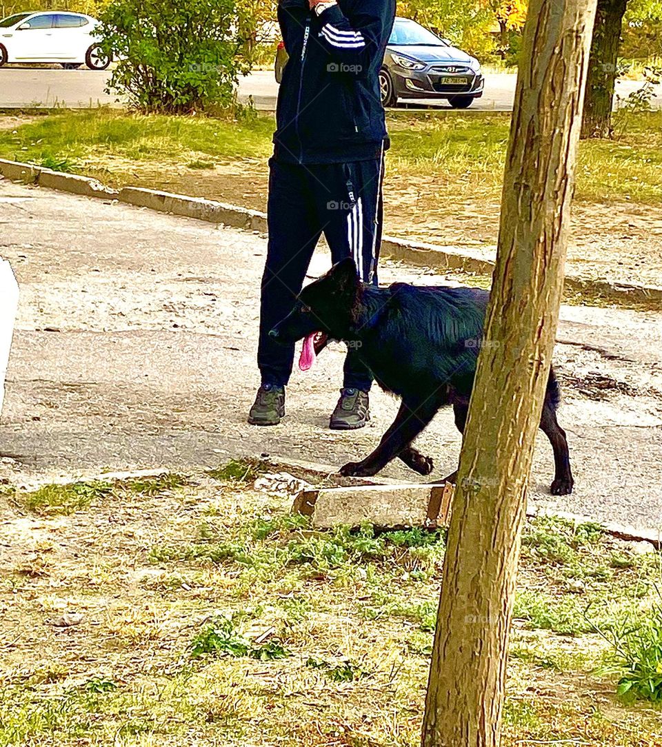 #autumn #dog #playing
#walk #owner #