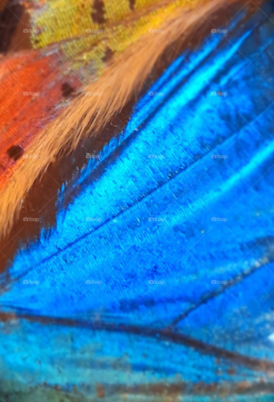 Bullet with Butterfly Wings