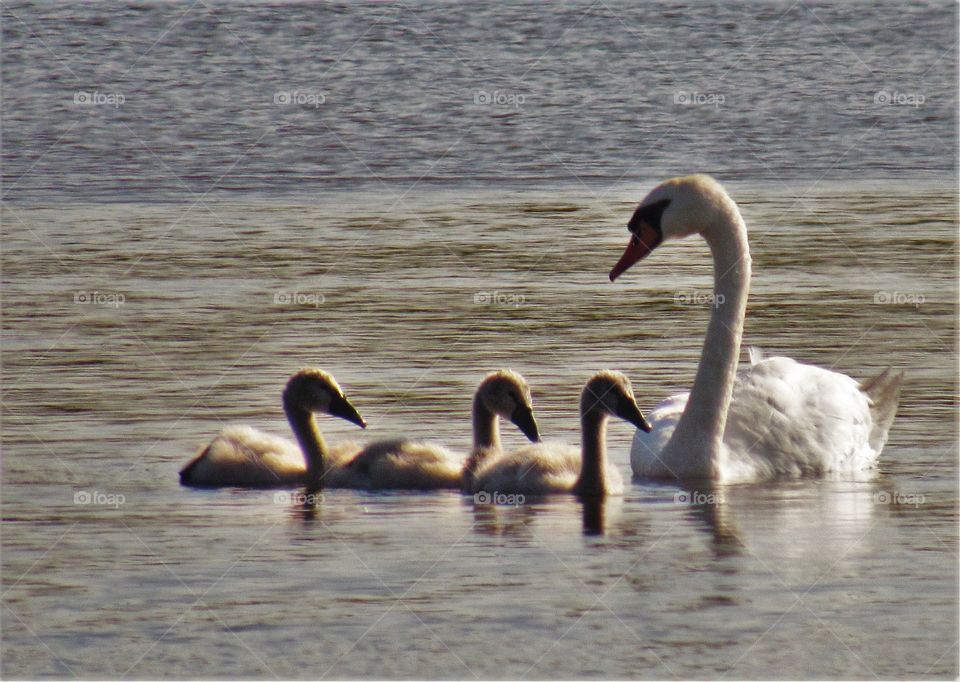 swan family