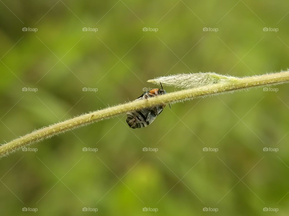 Ladybug on grass.