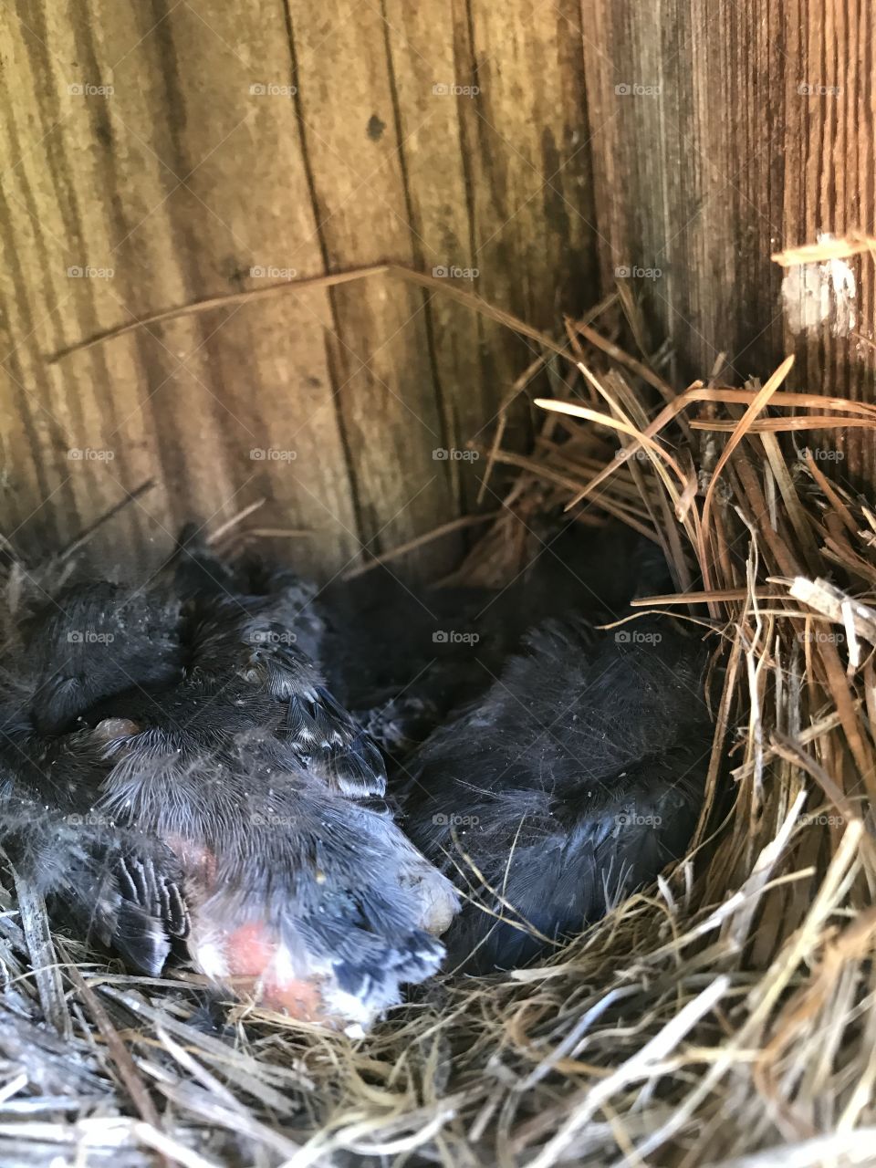 Baby birds