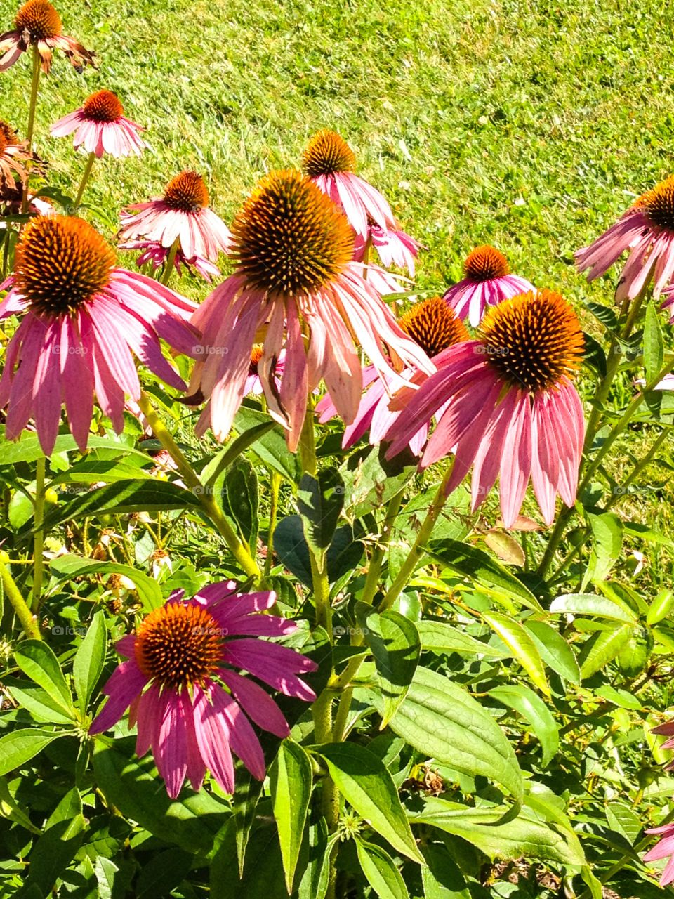 Coneflower Closeup