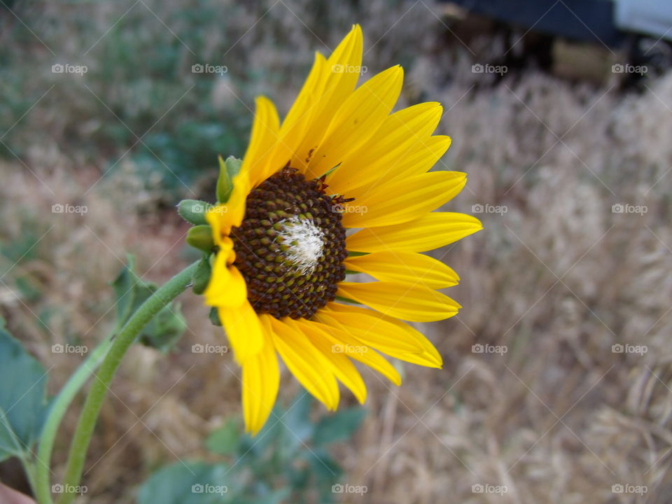 Oklahoma Sunflower