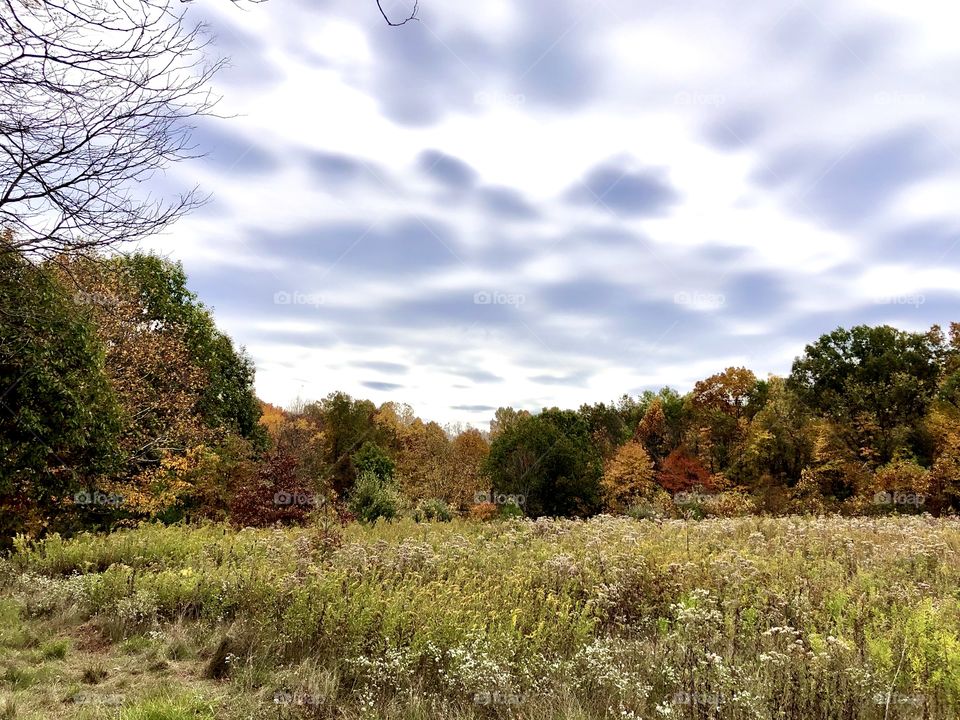 Tree Line at Munroe Falls Metro Park