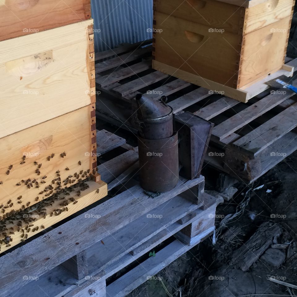 Beehive, Colony, Smoker, and Reducer