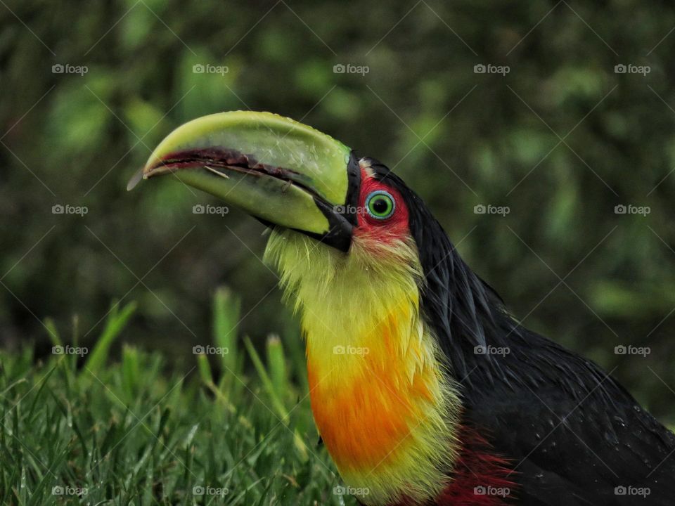 🇧🇷 Tucano-de-bico-verde alimentando-se de princesas de cupim em seu voo nupcial durante uma manhã chuvosa.
🇺🇲 Green billed toucan eating flying termites during a rainy morning.