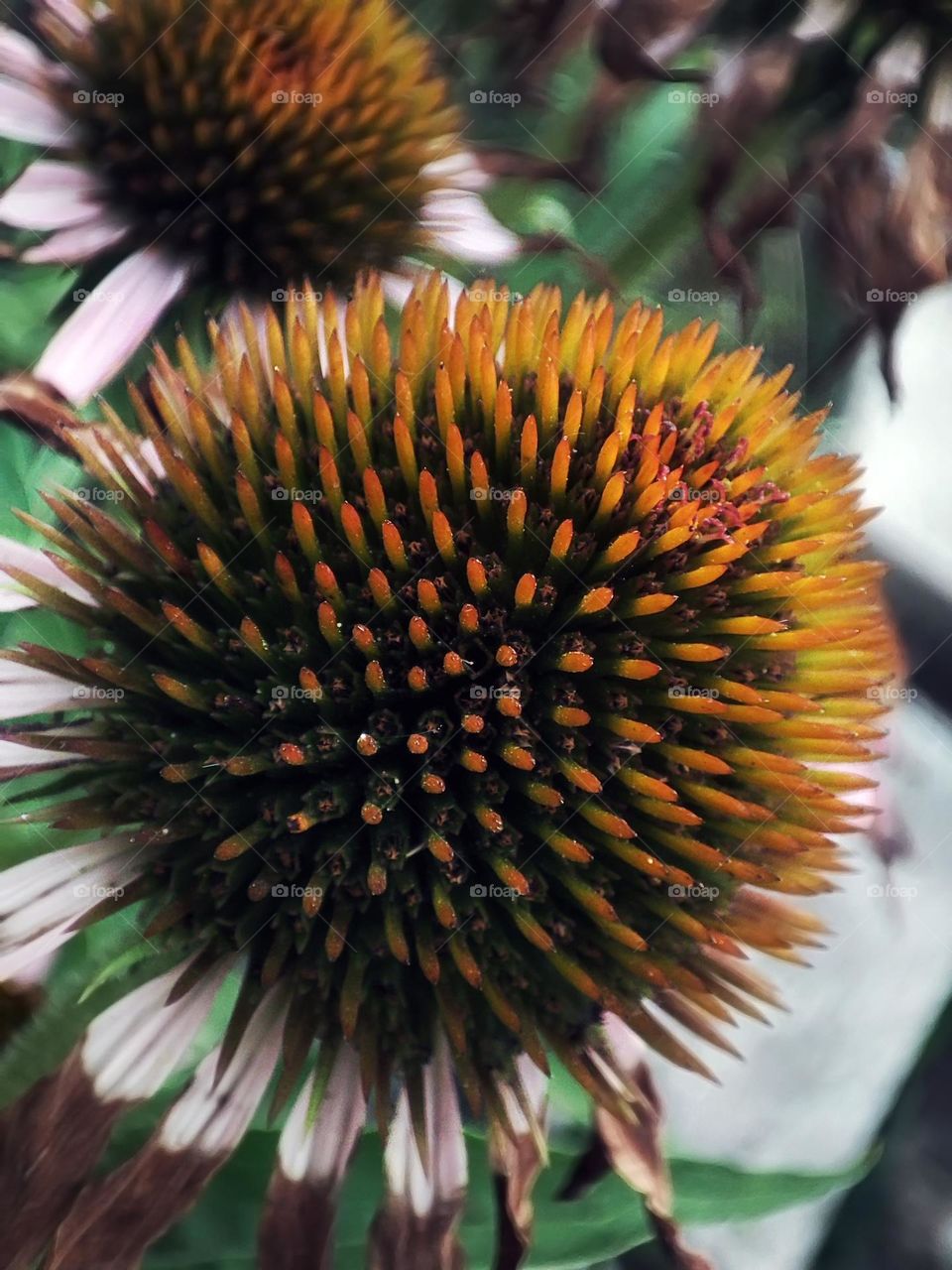 Macro photo of a flower growing in the garden