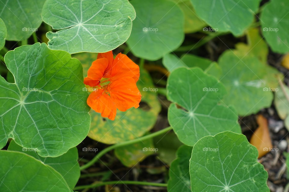 Orange nasturtium in the garden.