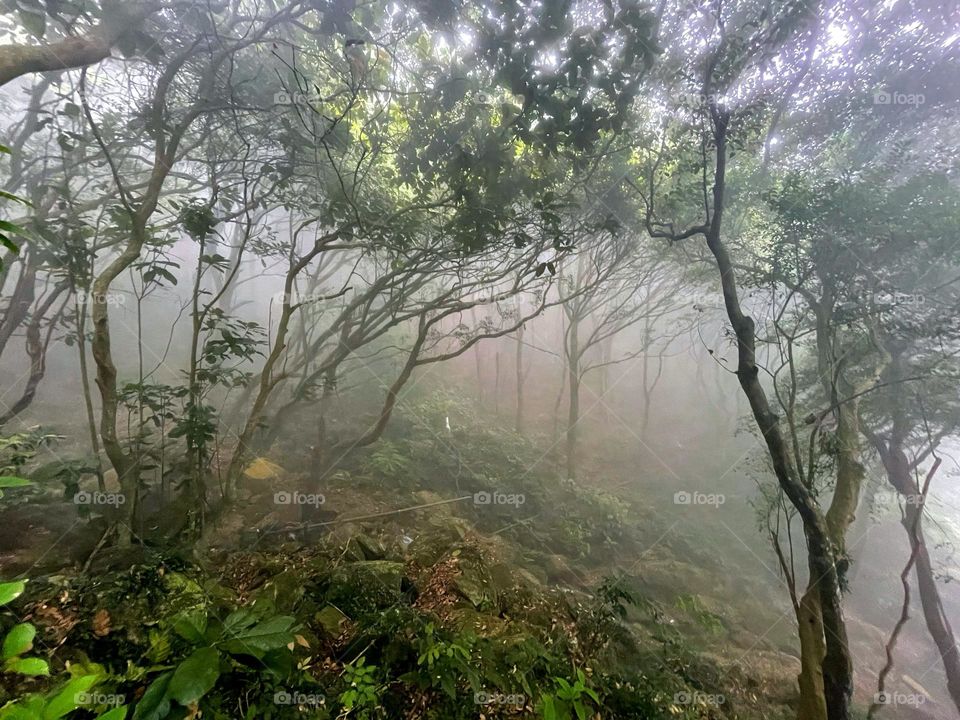 fog and forest