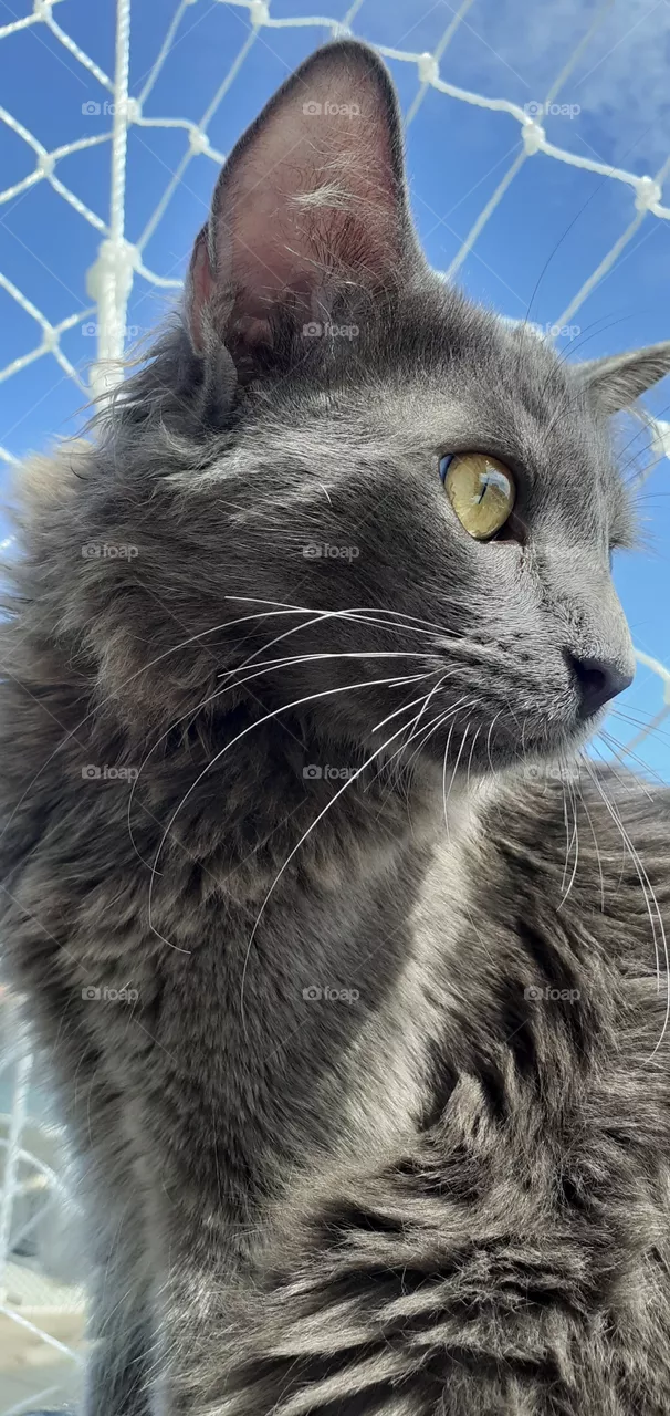 gatinho na varanda