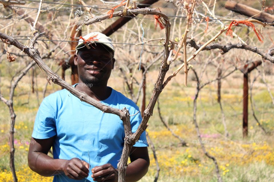 Karoo wine farmer trims the vines in South Africa