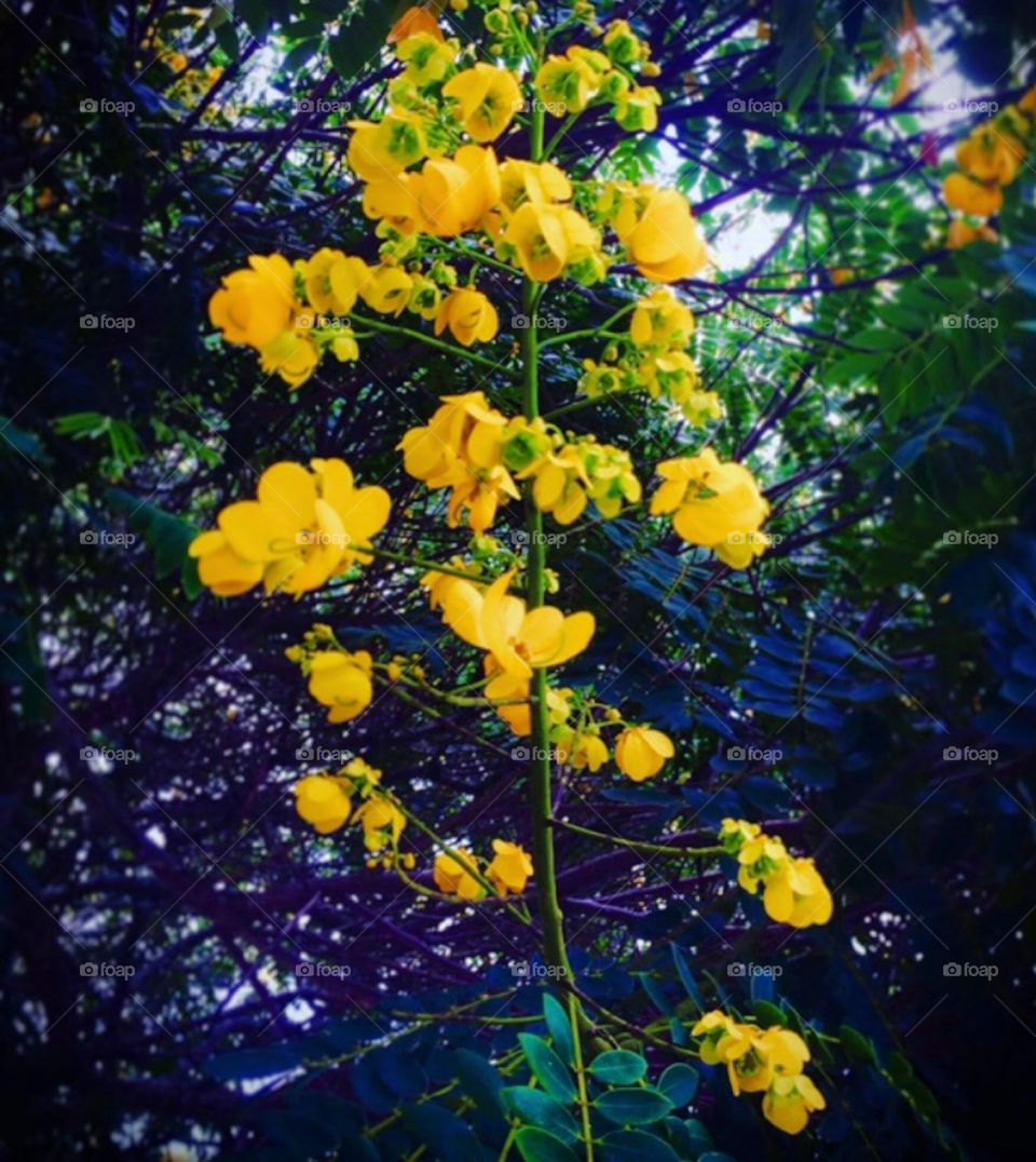 🌹 🇺🇸 Very beautiful flowers to brighten our day.  Live nature and its beauty. Did you like the delicate petals? / 🇧🇷 Flores muito bonitas para alegrar nosso dia. Viva a natureza e sua beleza. Gostaram das pétalas delicadas? 