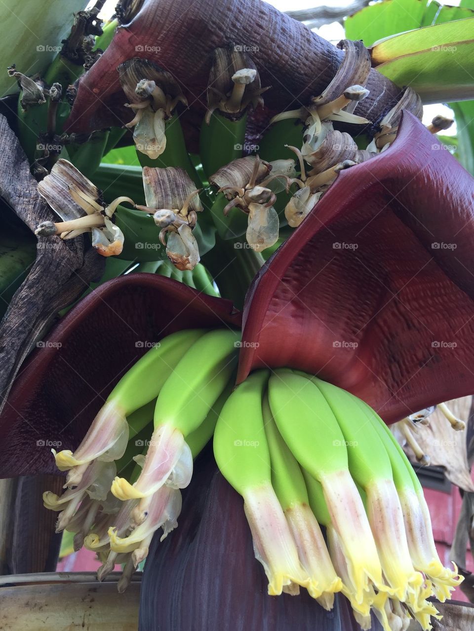 Growing bananas 