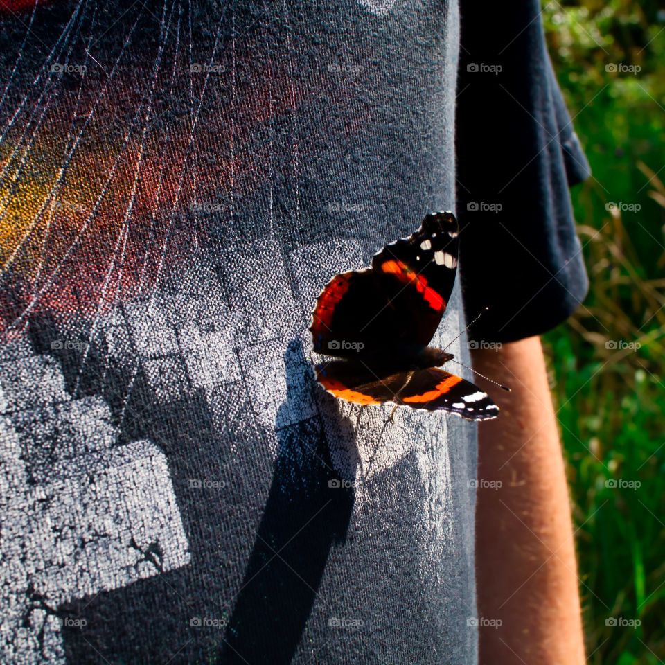red admiral butterfly