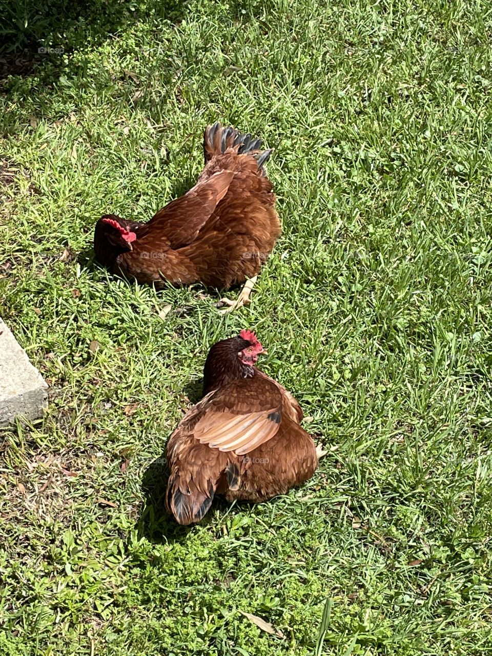 Sunbathing! ☀️