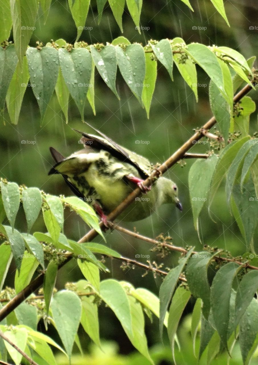 Green pigeon on a branch