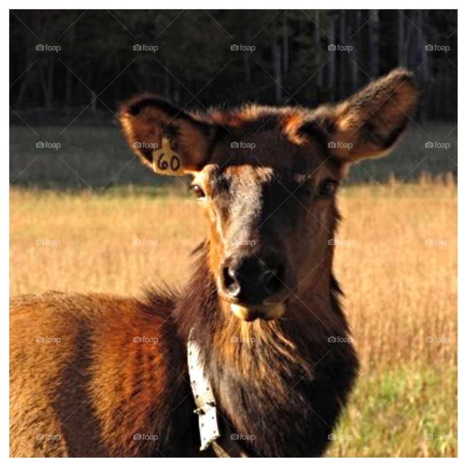 Young Elk